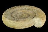 Skirroceras (Stephanoceras) Ammonite - Dorset, England #130207-2